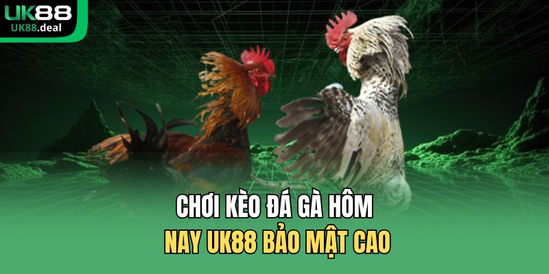Kèo Đá Gà Hôm Nay UK88 Xem Trực Tiếp Sắc Nét 2026 2 Chơi kèo đá gà hôm nay UK88 bảo mật cao