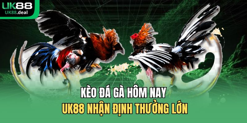 Kèo Đá Gà Hôm Nay UK88 Xem Trực Tiếp Sắc Nét 2026 1 Kèo đá gà hôm nay UK88 nhận định thưởng lớn