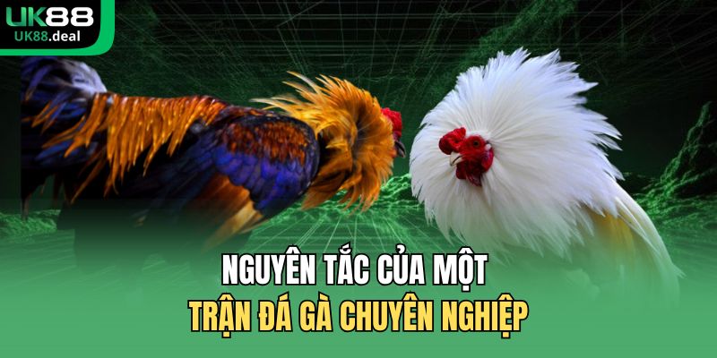 Đá Gà UK88 | Đấu Trường Trực Tuyến Uy Tín Số 1 Châu Á 3 Nguyên tắc của một trận đá gà chuyên nghiệp
