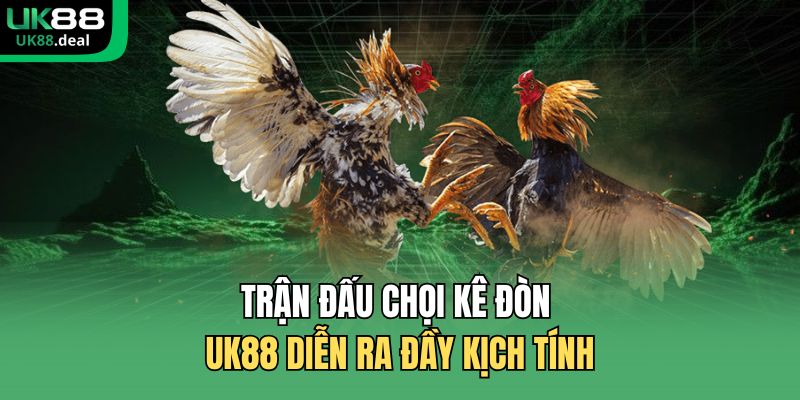 Kèo Đá Gà Hôm Nay UK88 Xem Trực Tiếp Sắc Nét 2026 3 Trận đấu chọi kê đòn UK88 diễn ra đầy kịch tính
